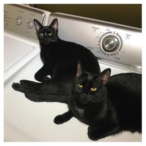 Sam Prekop & John McEntire - Sons Of [vinyl 2LP turquise limited]