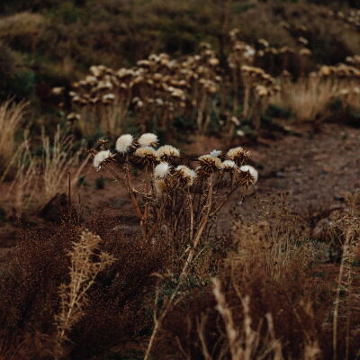 Shaolin Afronauts - The Fundamental Nature of Being, Part Two [CD]