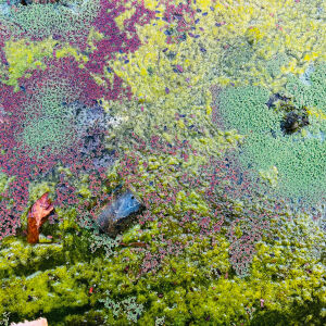 Rob Mazurek - Nestor's Nest [vinyl]