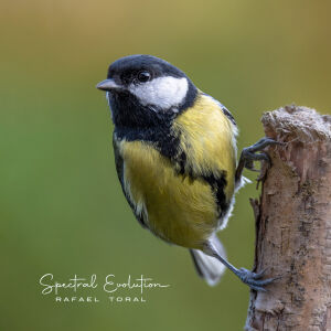 Rafael Toral - Spectral Evolution [vinyl]