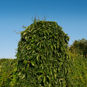 Mike Majkowski - August [CD]