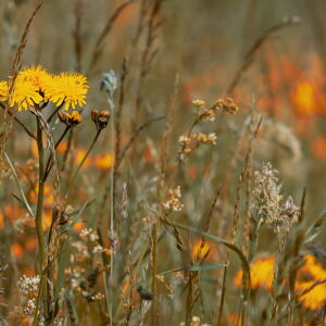 Zeitkratzer - Reinhold Friedl: Scarlatti [vinyl]